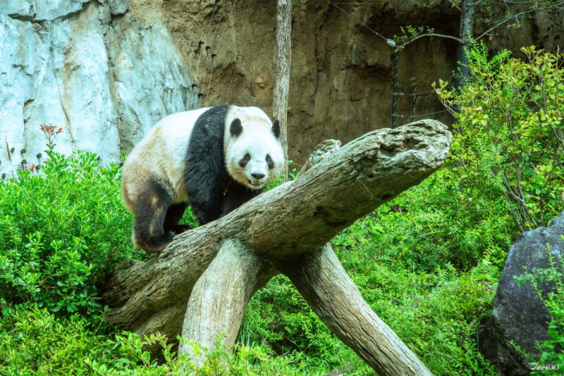 우에노 동물원 필수 관람 동물 자이언트 판다