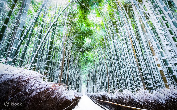 겨울 시즌 교토 아라시야마 대나무 숲 전경