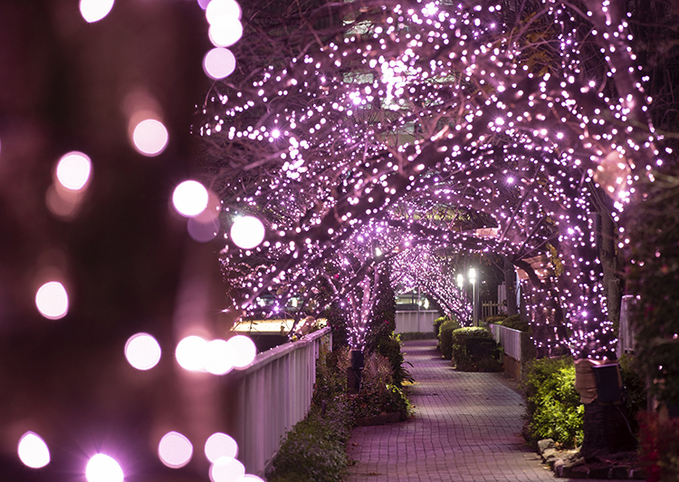 메구로강 ‘겨울 벚꽃’ 핑크빛 일루미네이션 산책로