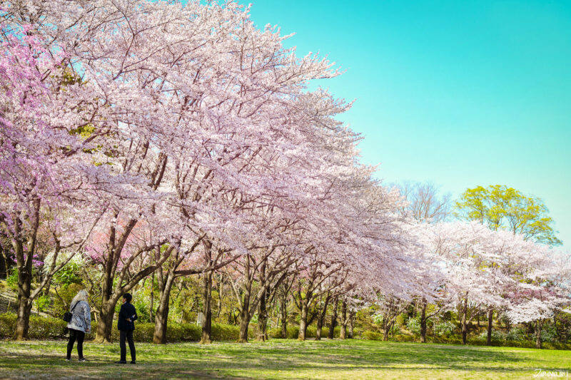東京賞櫻HANABIYORI