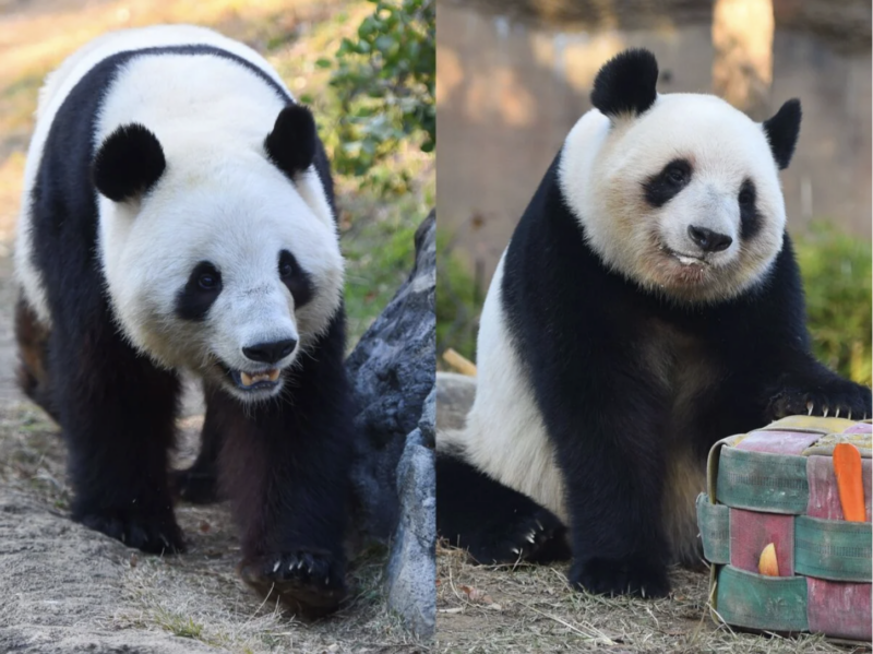 ภาพล่าสุดของแพนด้าแฝด เสี่ยวเสี่ยวและเรย์เรย์ ถ่ายเมื่อวันที่ 8 ธันวาคม