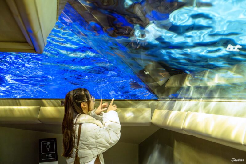 물속에서 헤엄치는 남아메리카물개