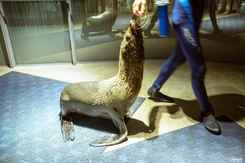 남아메리카물개 개방형 풀