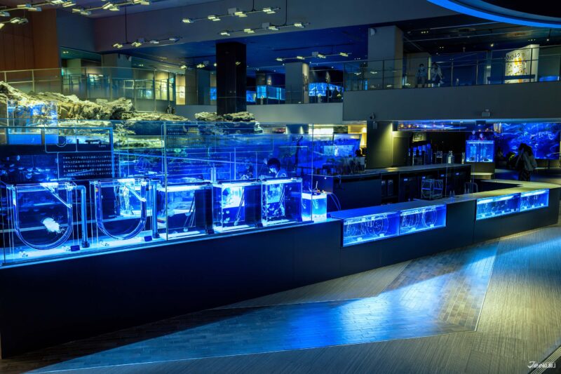 해파리 사육 과정 관찰 공간