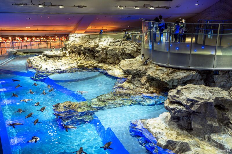 스미다 수족관 펭귄 에리어 전경