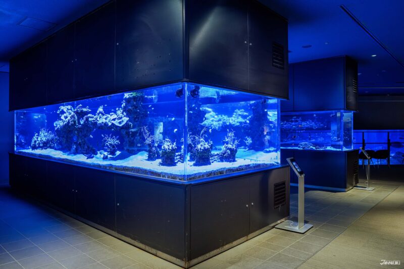 산호초 에리어 전경