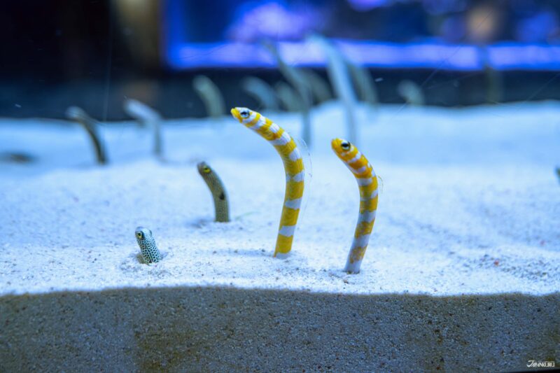 정원장어 수조 전경