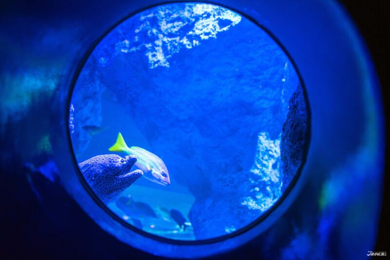 대수조 속 다양한 바다 생물들