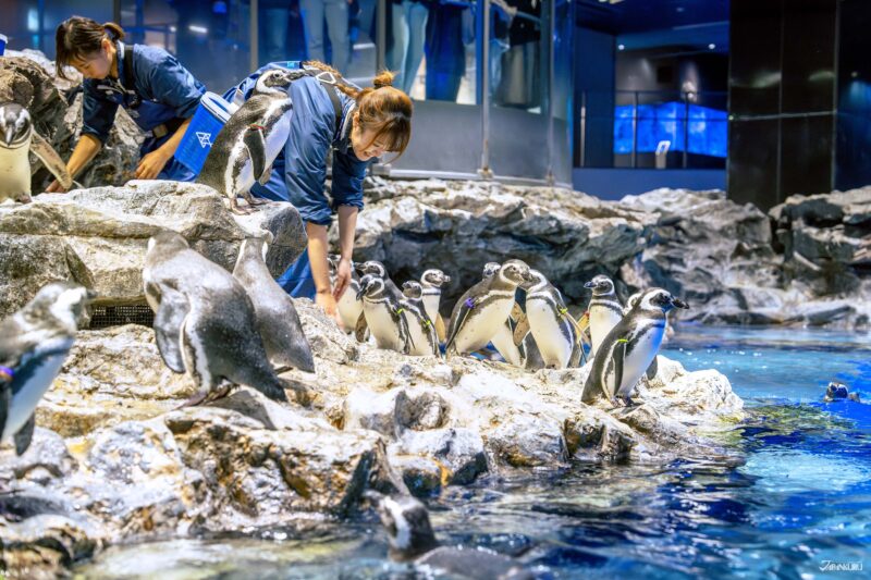 스미다 수족관 펭귄 에리어 전경