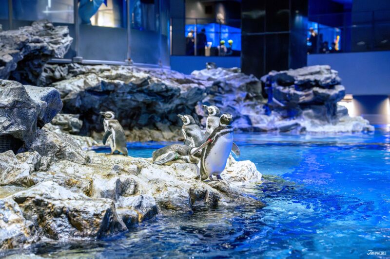 스미다 수족관 펭귄 에리어 전경