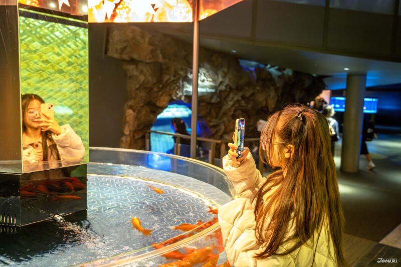 에도 감성의 금붕어 전시 공간