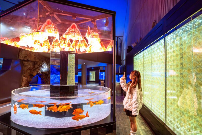 에도 감성의 금붕어 전시 공간