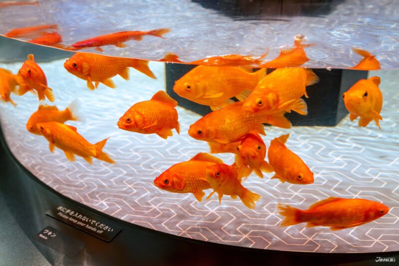 에도 감성의 금붕어 전시 공간