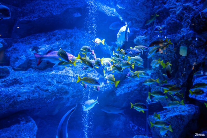 대수조 속 다양한 바다 생물들