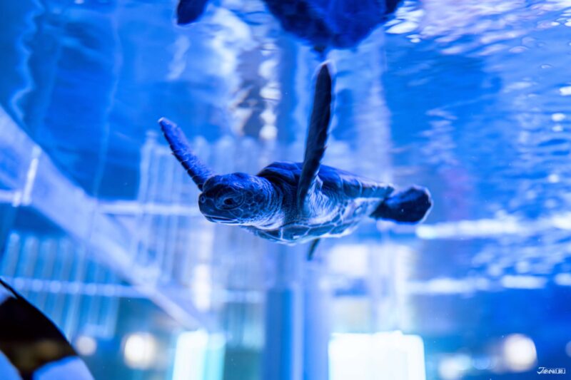 대수조 속 다양한 바다 생물들