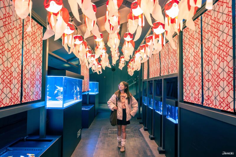 에도 감성의 금붕어 전시 공간