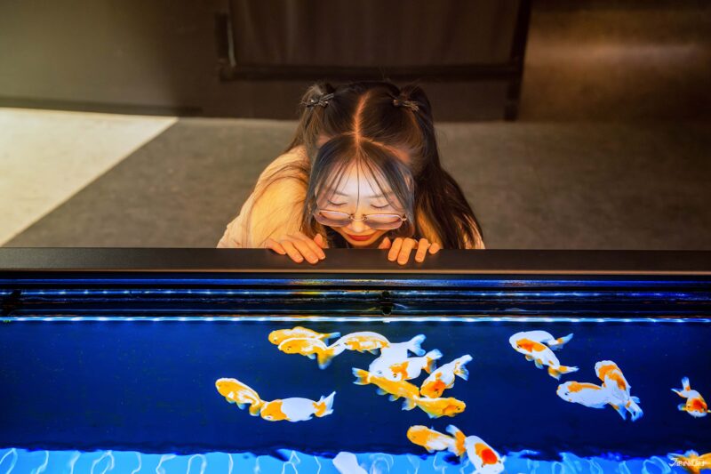 에도 감성의 금붕어 전시 공간