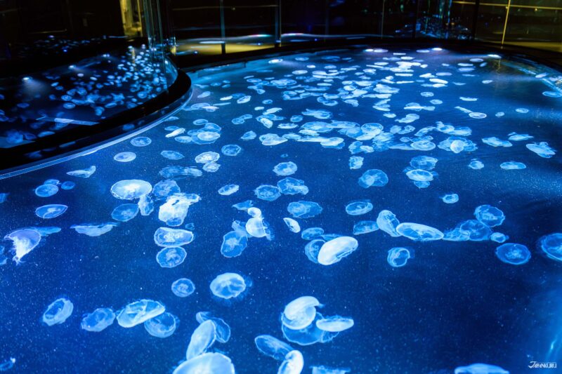 해파리 수조와 컬러풀한 조명