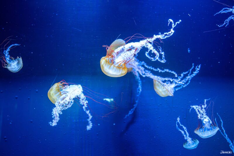 해파리 수조와 컬러풀한 조명