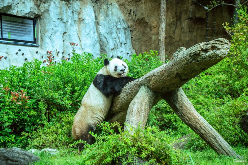 แพนด้ายักษ์สวนสัตว์อุเอโนะ