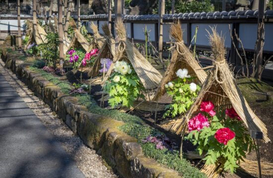 우에노 도쇼구 겨울 모란 축제 사진
