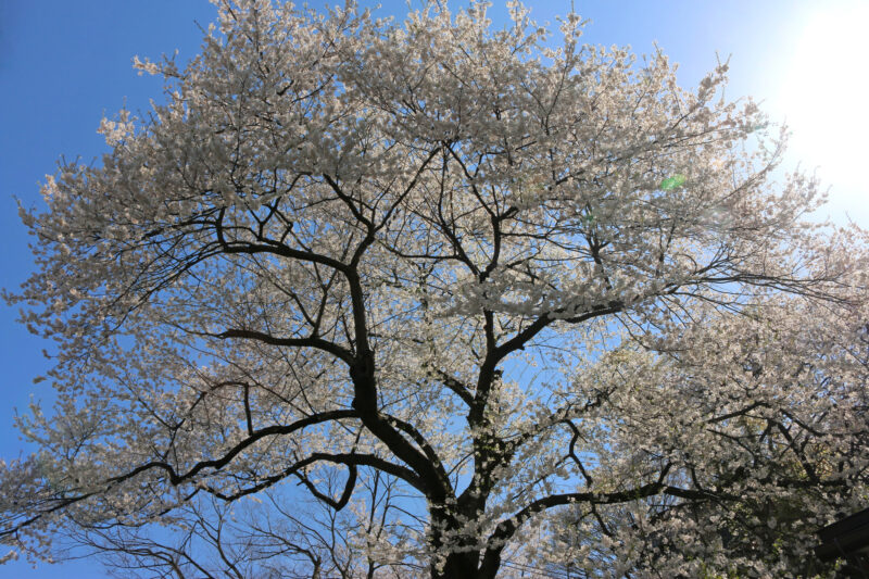 飯盛山太夫櫻-4月日本賞櫻-福島會津