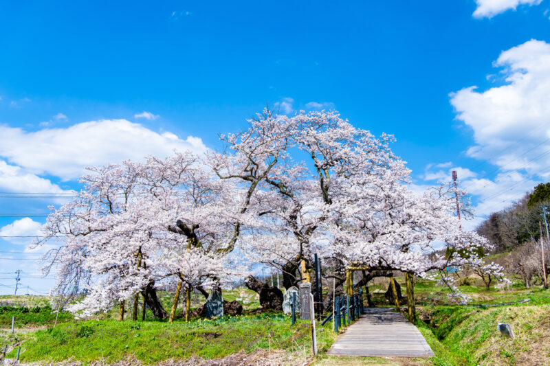 石部櫻-4月日本賞櫻-福島會津