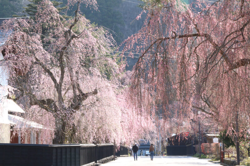 4月日本賞櫻-秋田-角館