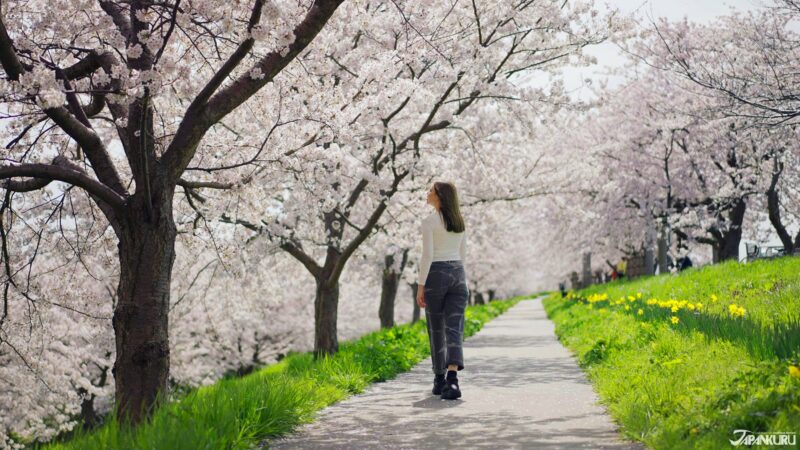 4月日本賞櫻-燕三條