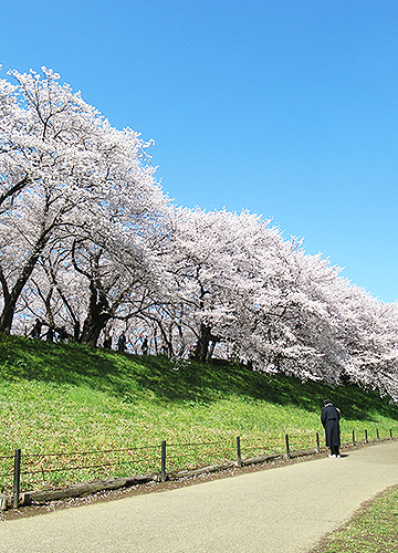 사테 권현당 벚꽃 제방