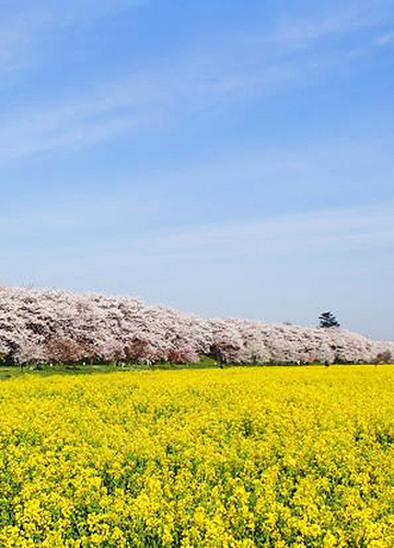 사테 권현당 벚꽃 제방