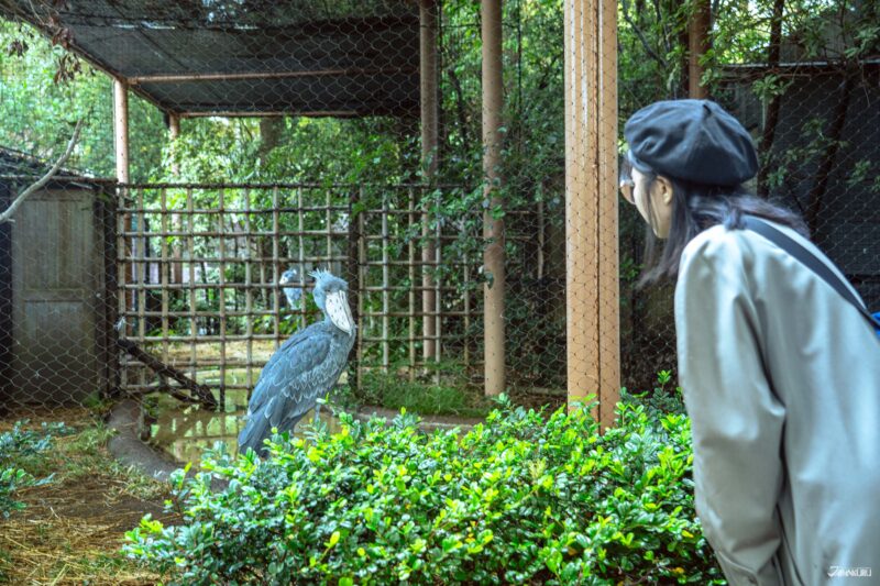 WAKAMOTO東京旅遊提案 上野動物園