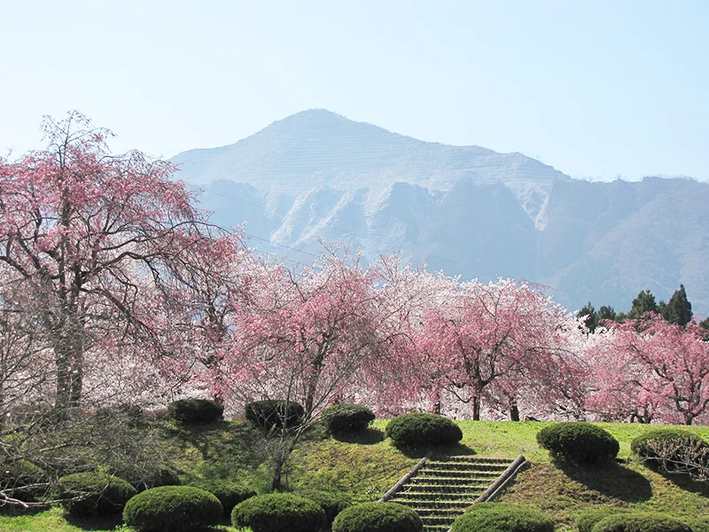 히츠지야마 공원 벚꽃