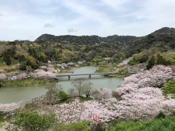 사쿠라 댐 호수공원 벚꽃
