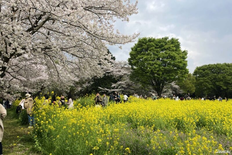 일본벚꽃여행 사진