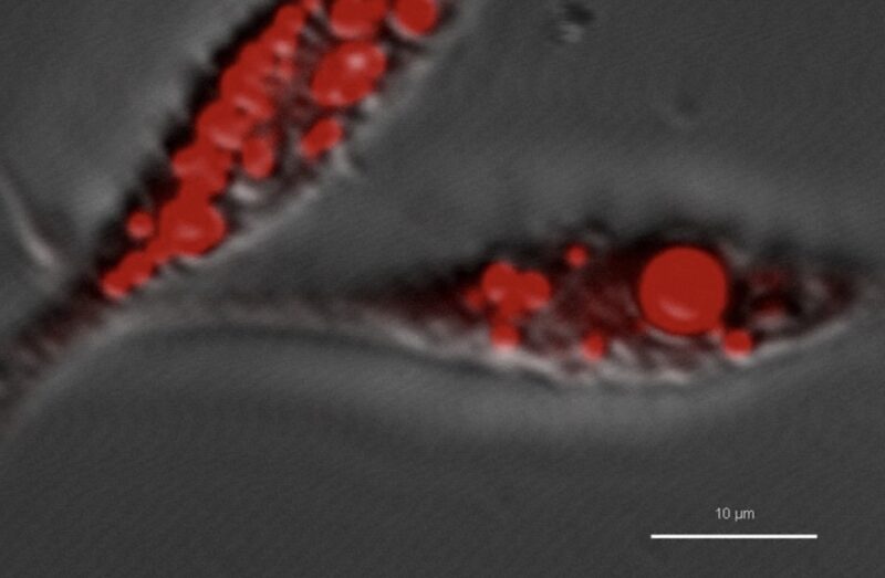 Japan's lab-grown eel meat
