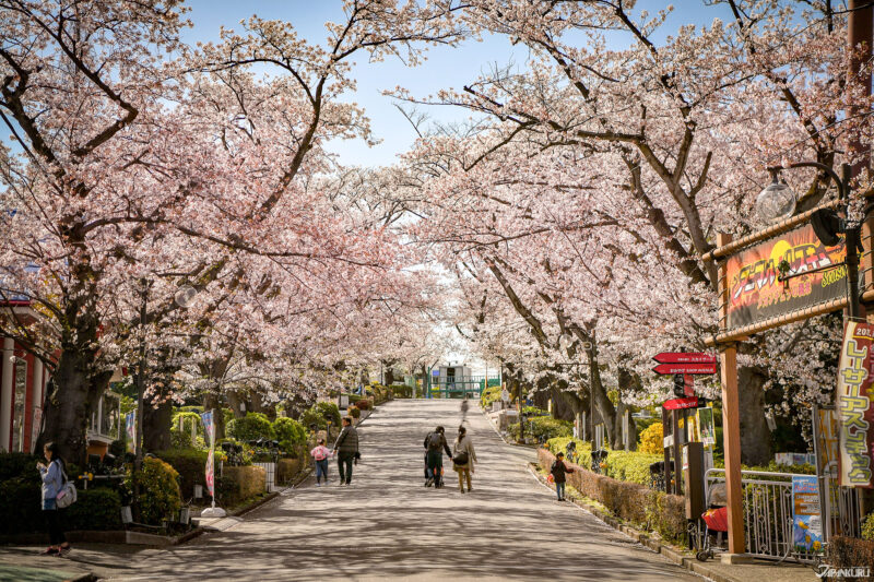 일본 벚꽃 풍경