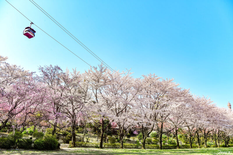 일본 벚꽃 풍경 사진