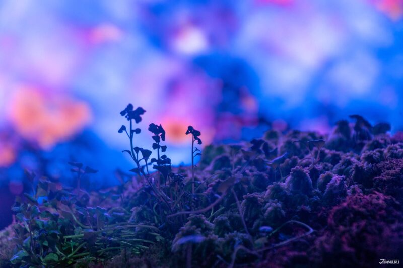 visiting teamLab Biovortex Kyoto