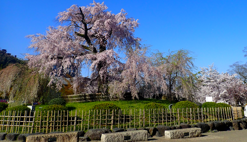 마루야마공원 벚꽃