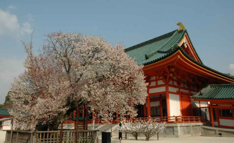 헤이안신궁 벚꽃 풍경