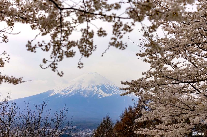 Japanese cherry blossom festival canceled in Fujiyoshida