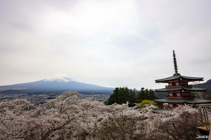 Japanese cherry blossom festival canceled in Fujiyoshida