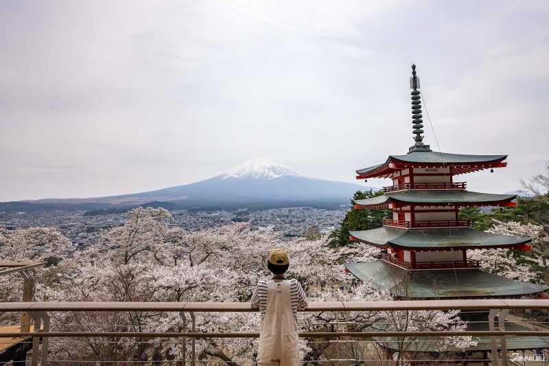 Japanese cherry blossom festival canceled in Fujiyoshida