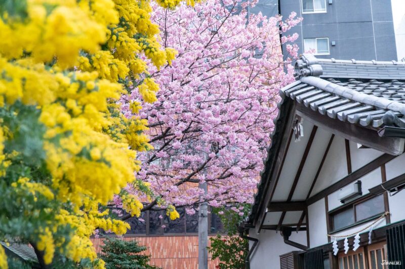 東京櫻花限定御朱印 藏前神社