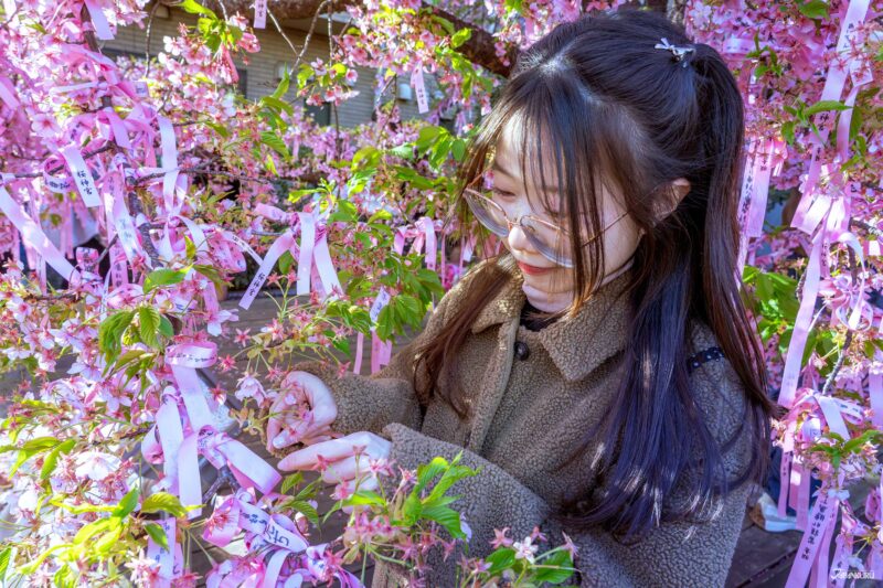 東京櫻花限定御朱印 櫻神宮