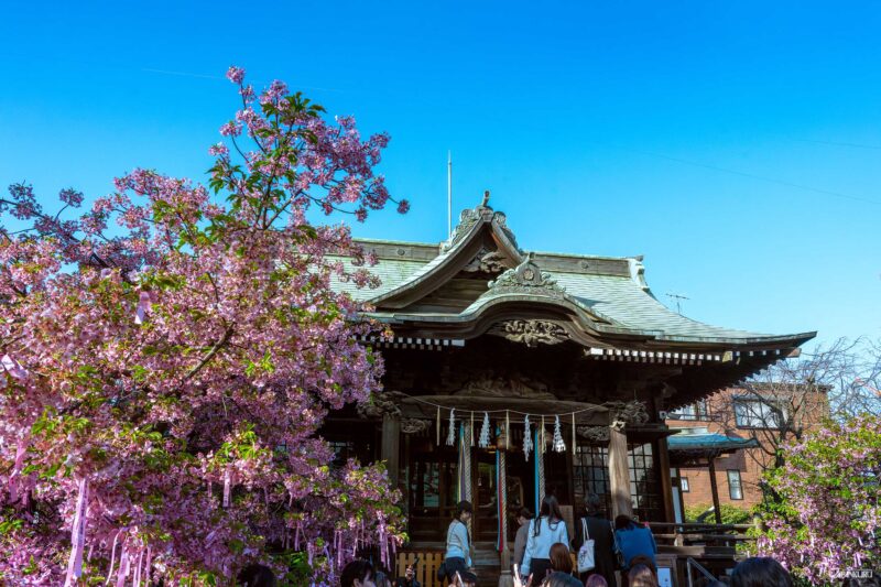 東京櫻花限定御朱印 櫻神宮