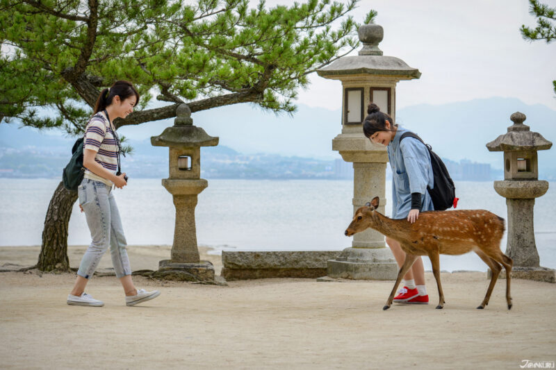 廣島自由行推薦行程 宮島