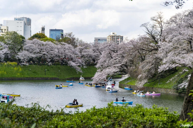 東京賞櫻景點 千鳥淵
