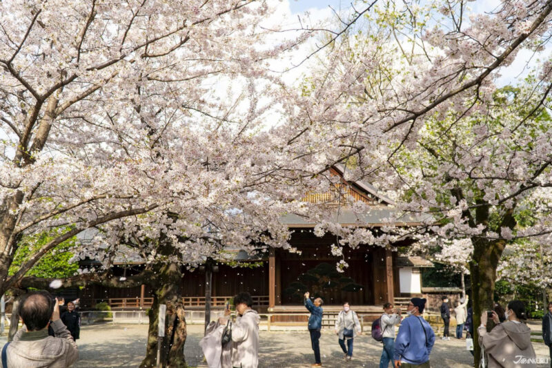 東京櫻花限定御朱印 靖國神社
